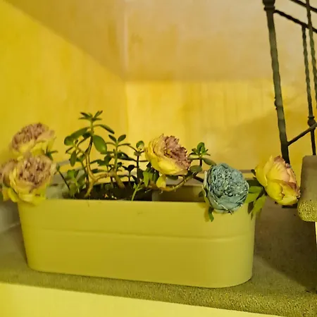 Casa Flora Civitella dʼAgliano